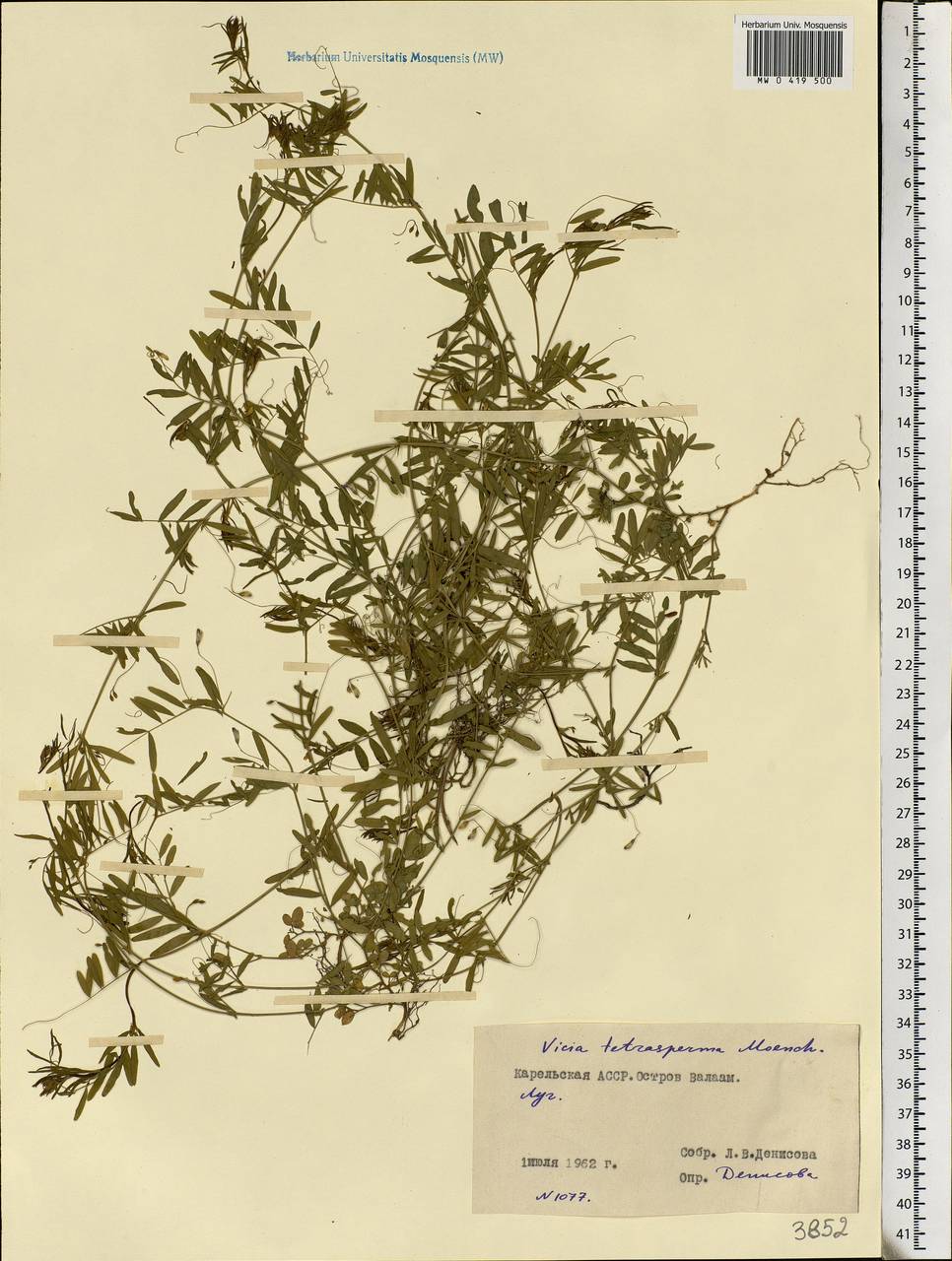 Vicia tetrasperma (L.)Schreb., Eastern Europe, Northern region (E1) (Russia)