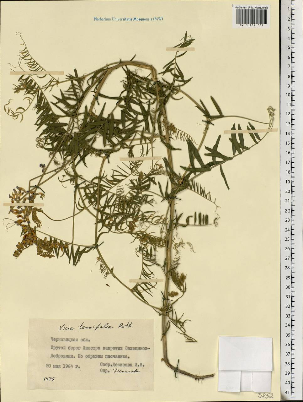 Vicia tenuifolia Roth, Eastern Europe, West Ukrainian region (E13) (Ukraine)