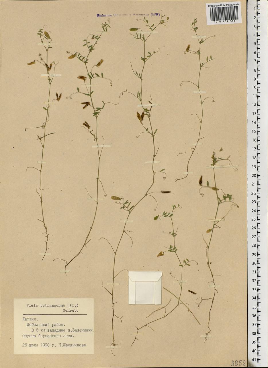 Vicia tetrasperma (L.)Schreb., Eastern Europe, Latvia (E2b) (Latvia)