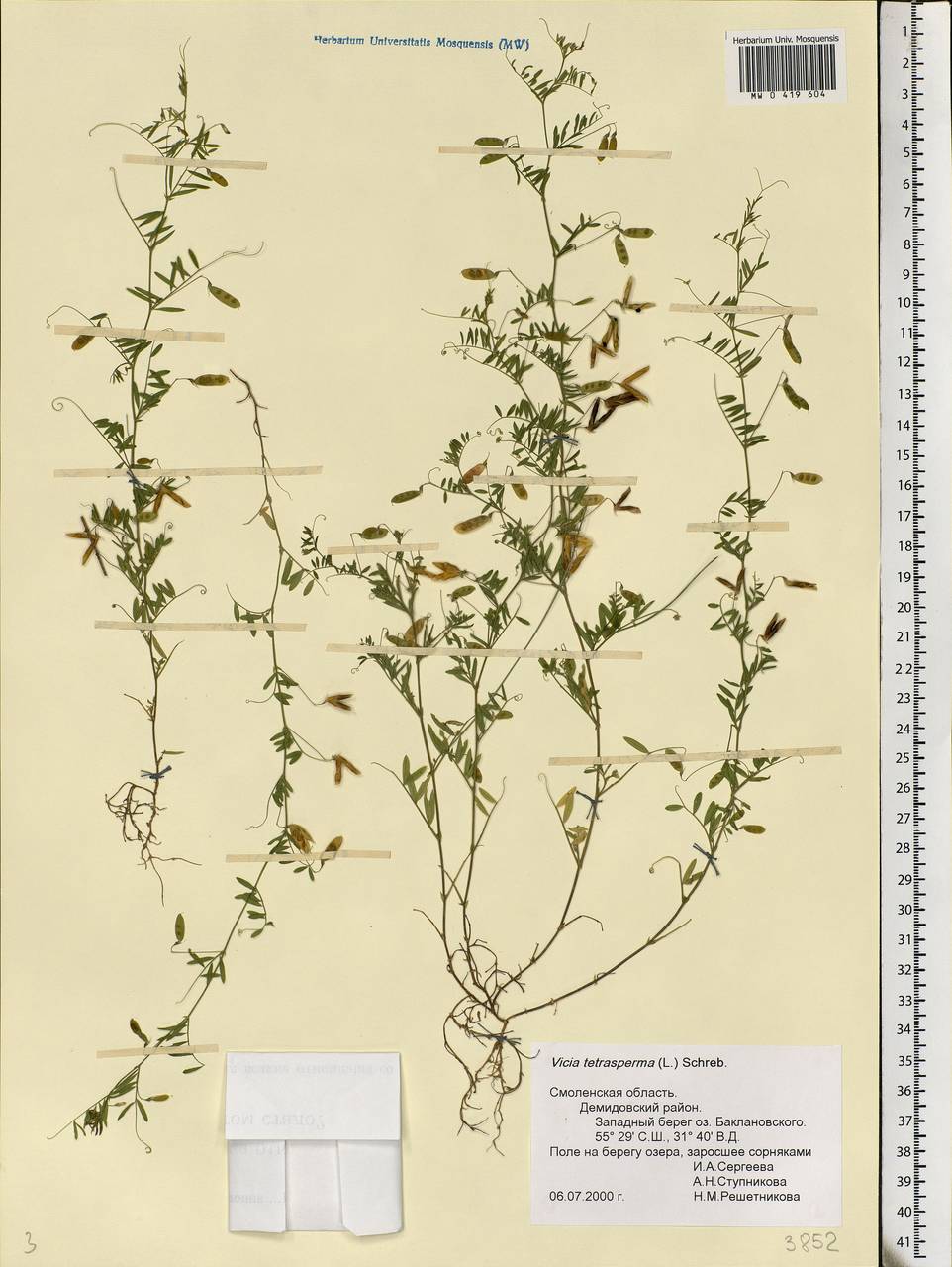 Vicia tetrasperma (L.)Schreb., Eastern Europe, Western region (E3) (Russia)