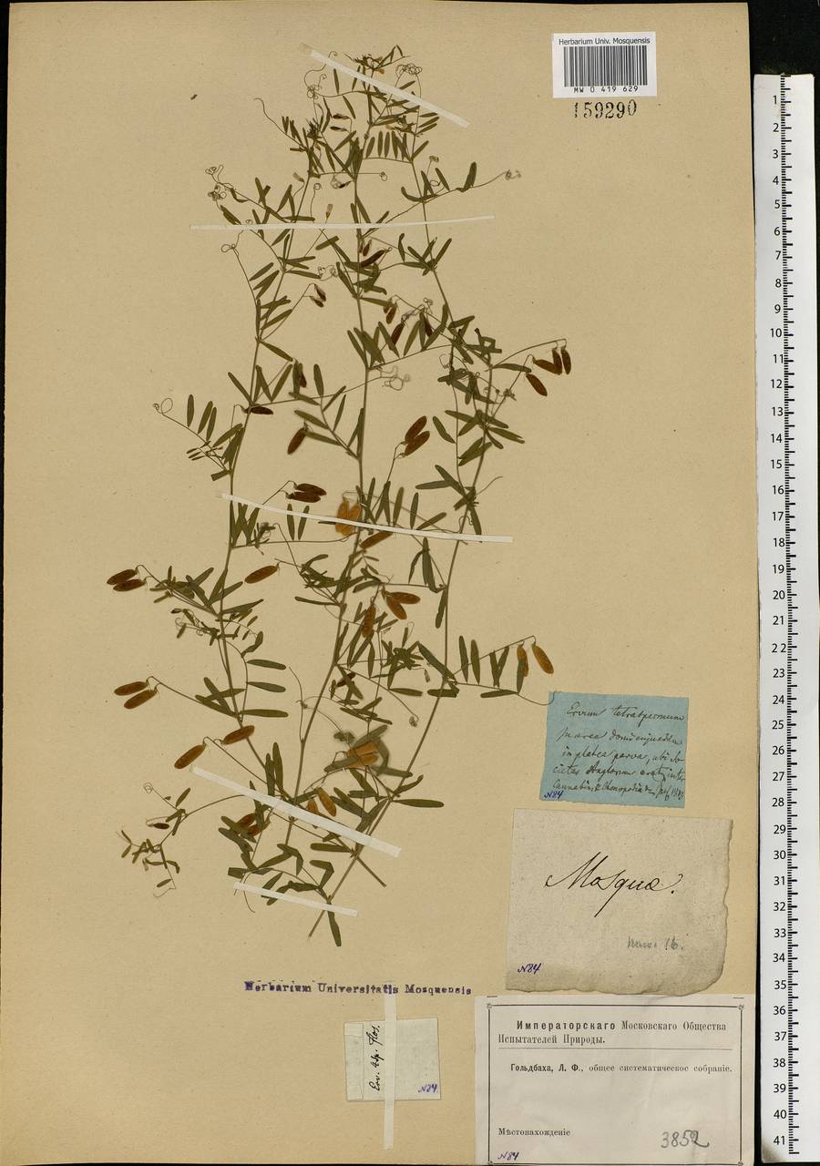 Vicia tetrasperma (L.)Schreb., Eastern Europe, Moscow region (E4a) (Russia)