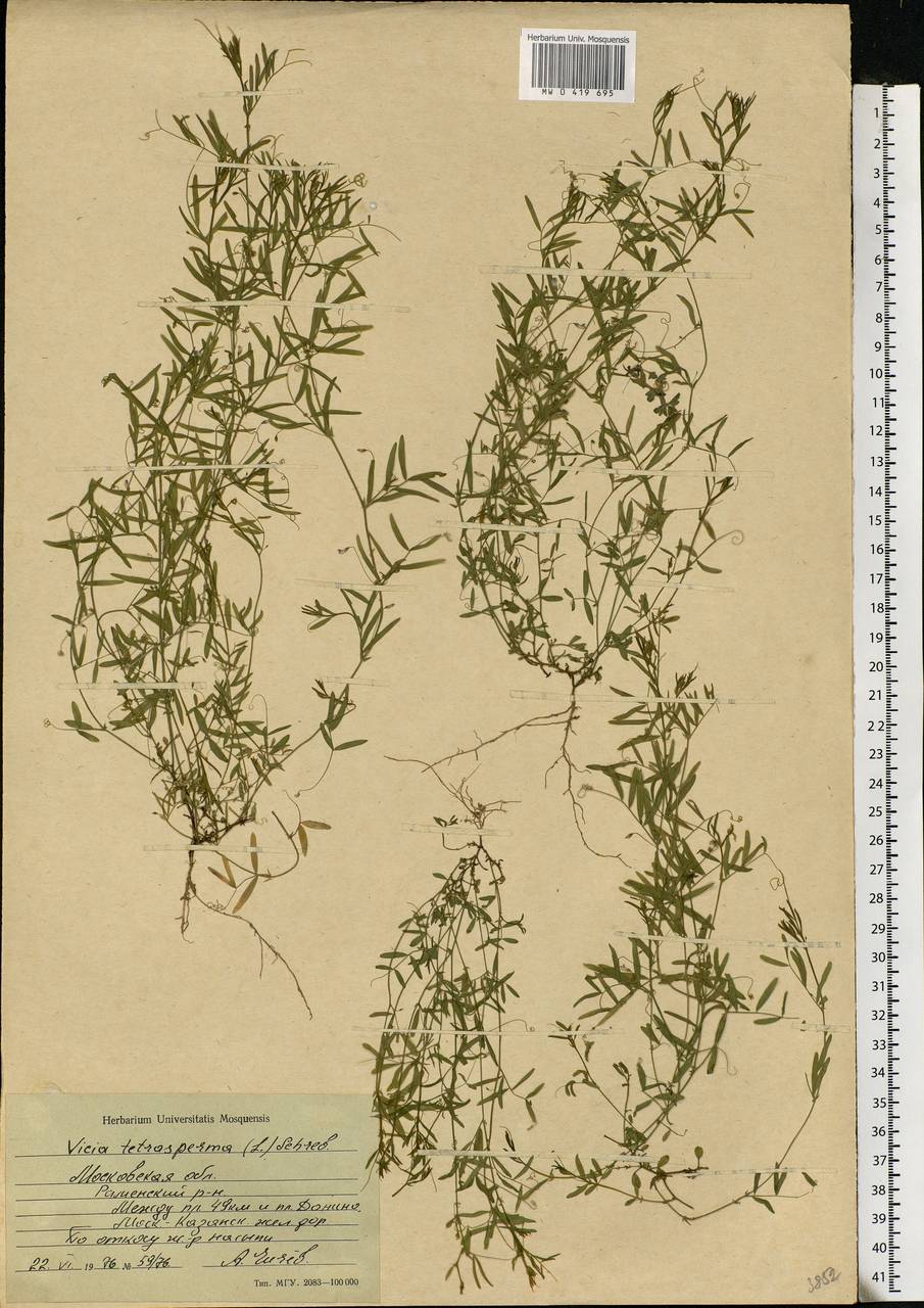 Vicia tetrasperma (L.)Schreb., Eastern Europe, Moscow region (E4a) (Russia)