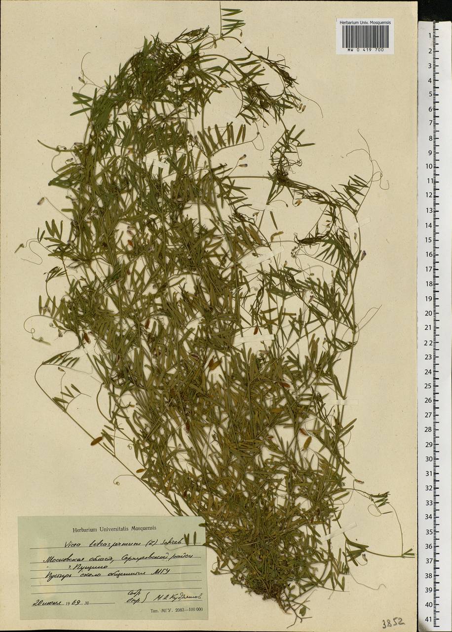 Vicia tetrasperma (L.)Schreb., Eastern Europe, Moscow region (E4a) (Russia)