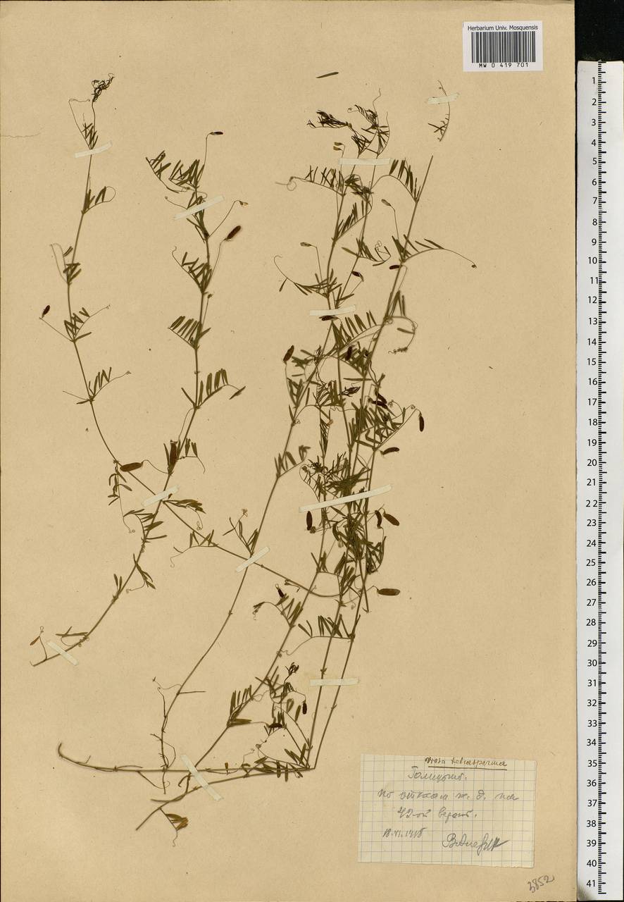 Vicia tetrasperma (L.)Schreb., Eastern Europe, Moscow region (E4a) (Russia)