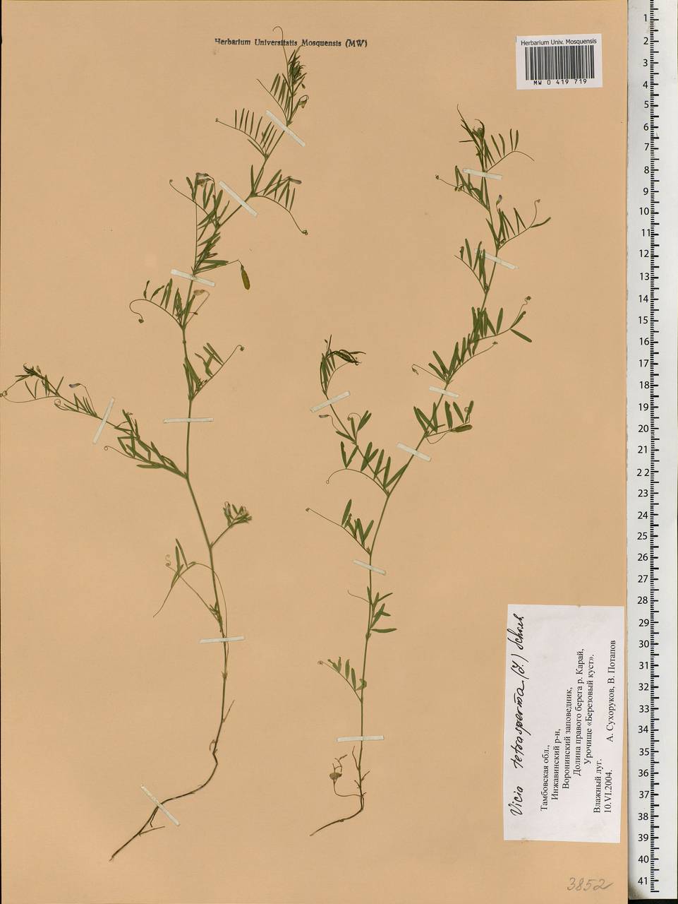 Vicia tetrasperma (L.)Schreb., Eastern Europe, Central forest-and-steppe region (E6) (Russia)