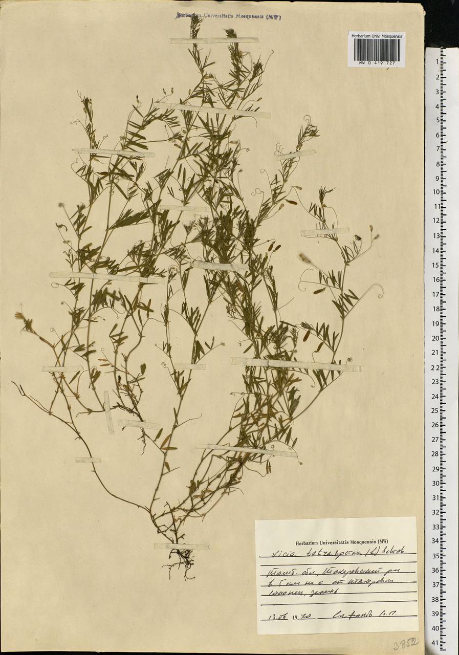 Vicia tetrasperma (L.)Schreb., Eastern Europe, Central forest-and-steppe region (E6) (Russia)