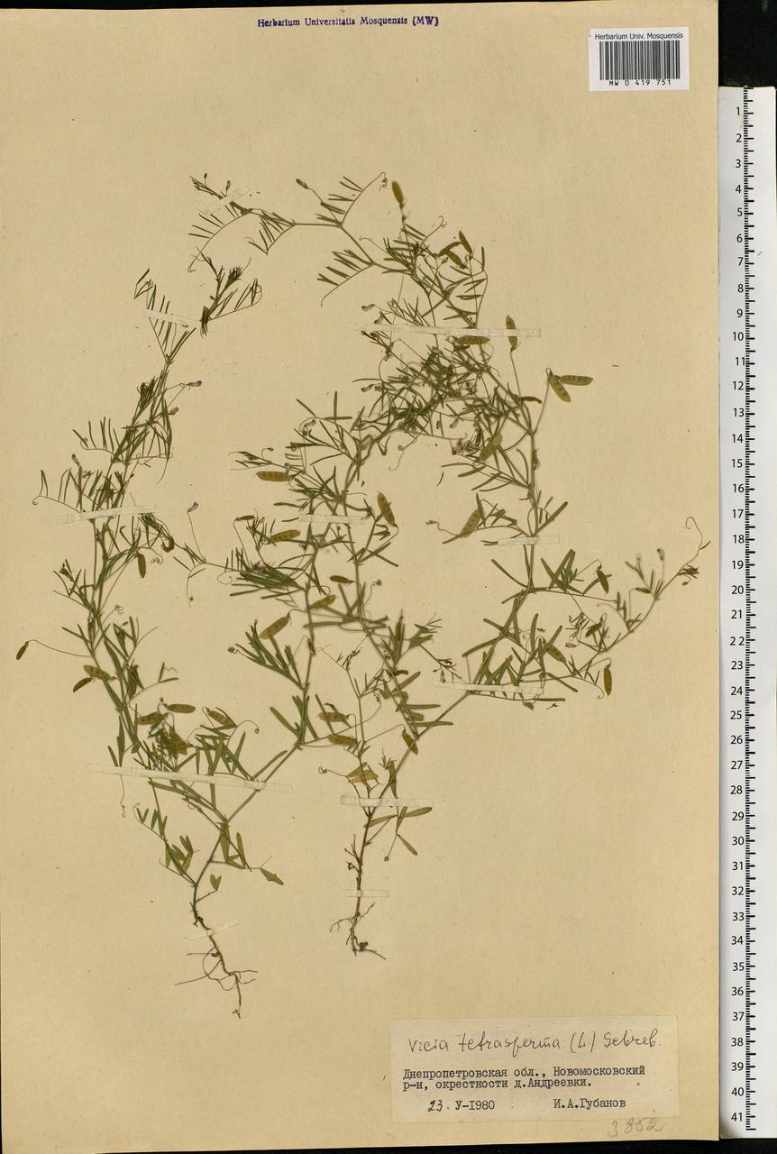 Vicia tetrasperma (L.)Schreb., Eastern Europe, South Ukrainian region (E12) (Ukraine)