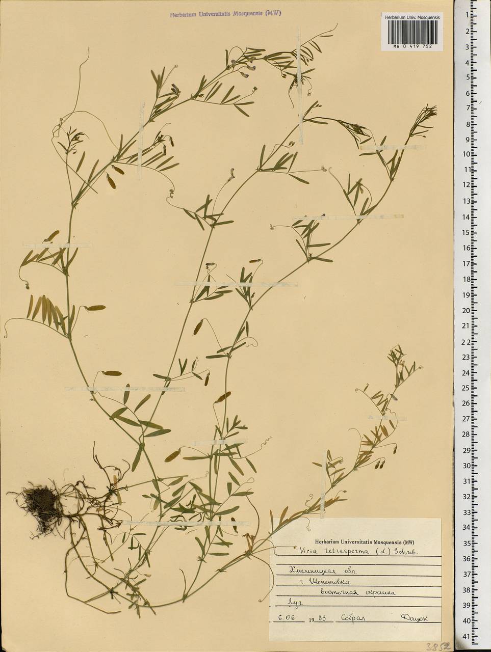 Vicia tetrasperma (L.) Schreb., Eastern Europe, South Ukrainian region (E12) (Ukraine)