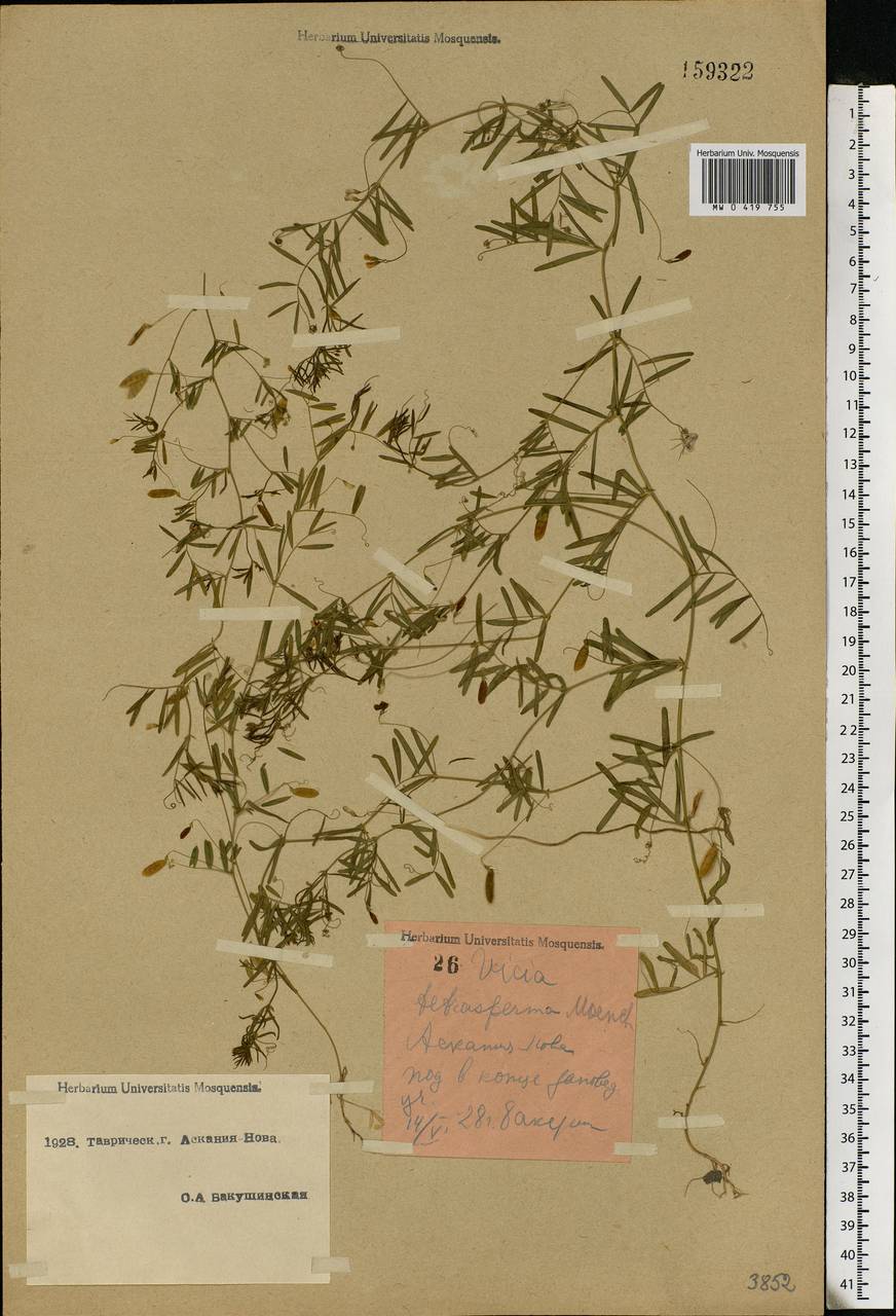 Vicia tetrasperma (L.) Schreb., Eastern Europe, South Ukrainian region (E12) (Ukraine)