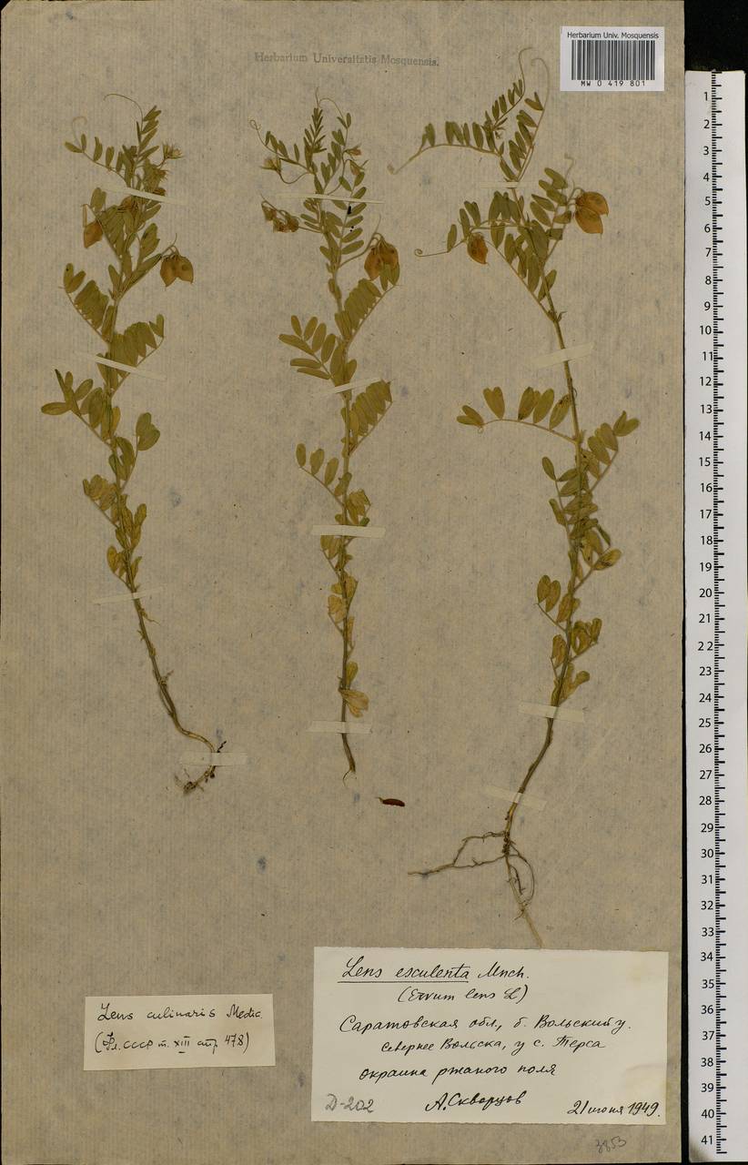 Vicia lens (L.) Coss. & Germ., Eastern Europe, Lower Volga region (E9) (Russia)