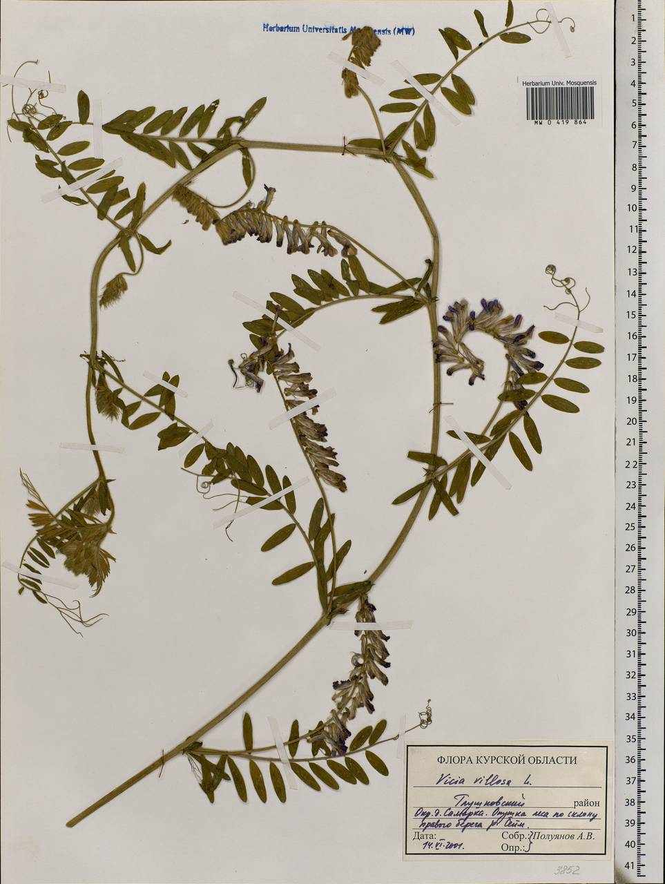 Vicia villosa Roth, Eastern Europe, Central forest-and-steppe region (E6) (Russia)