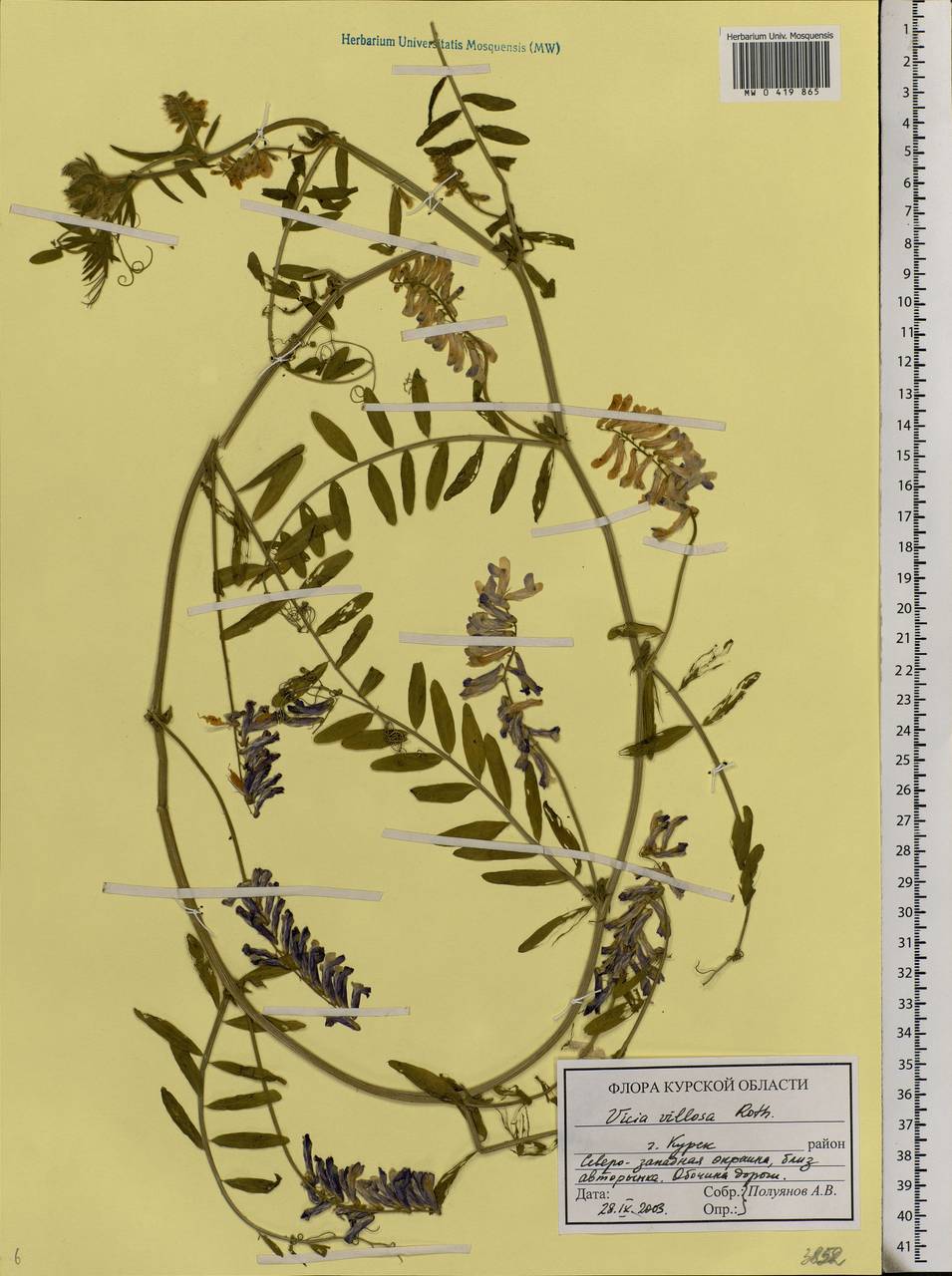 Vicia villosa Roth, Eastern Europe, Central forest-and-steppe region (E6) (Russia)