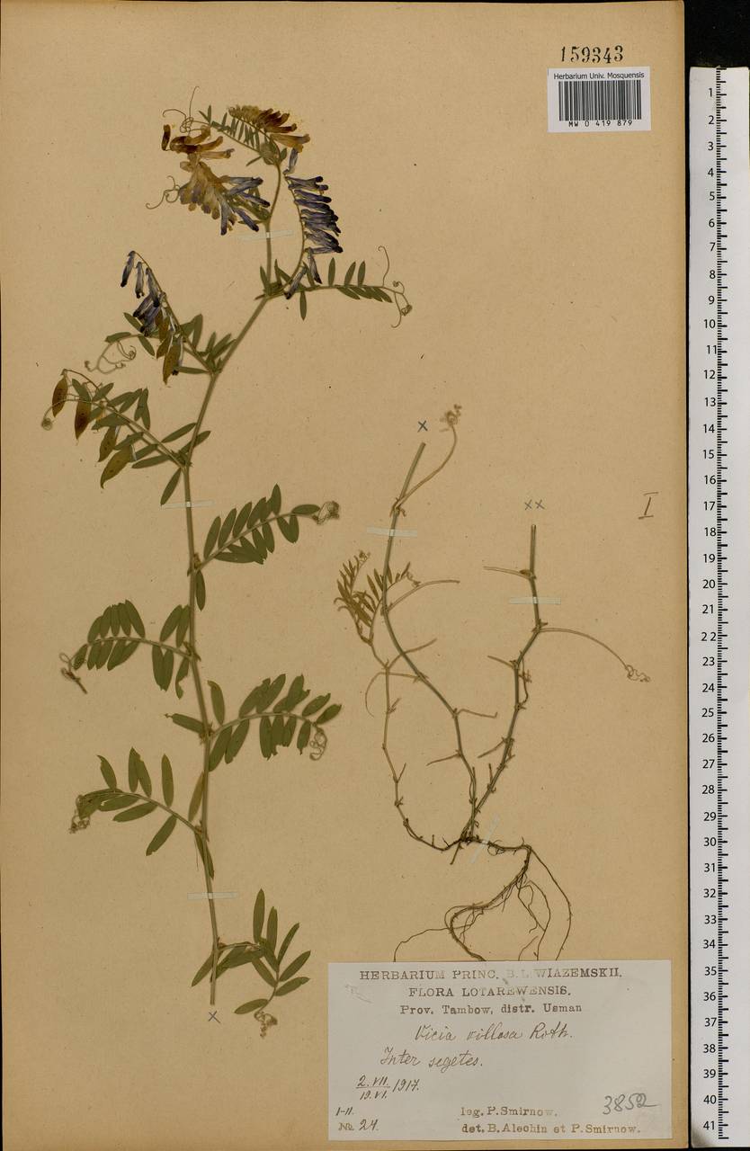 Vicia villosa Roth, Eastern Europe, Central forest-and-steppe region (E6) (Russia)