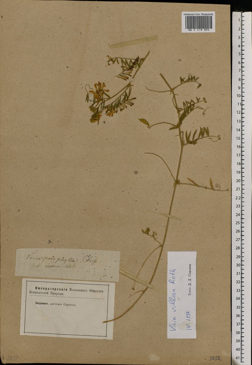 Vicia villosa Roth, Eastern Europe, Lower Volga region (E9) (Russia)