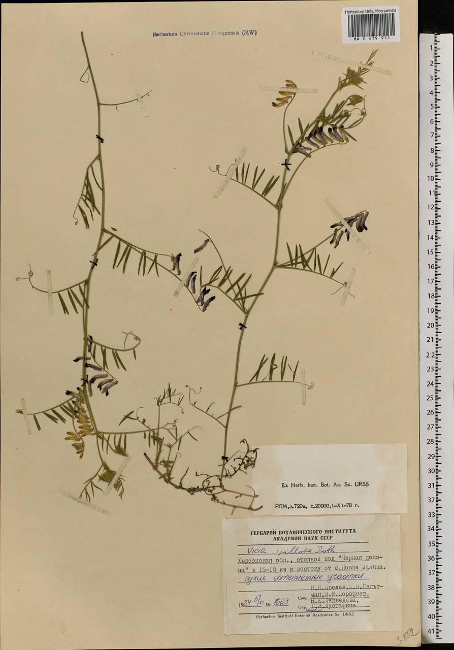 Vicia villosa Roth, Eastern Europe, South Ukrainian region (E12) (Ukraine)