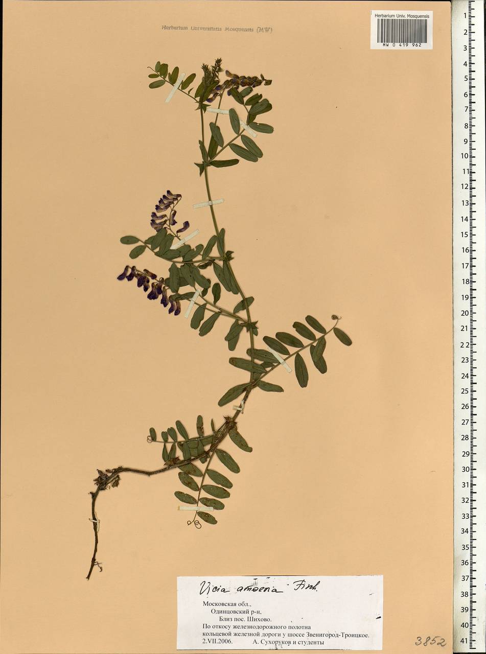 Vicia amoena Fisch., Eastern Europe, Moscow region (E4a) (Russia)