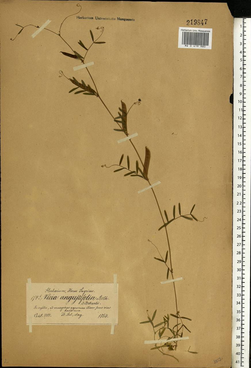 Vicia sativa subsp. nigra (L.)Ehrh., Eastern Europe, North-Western region (E2) (Russia)