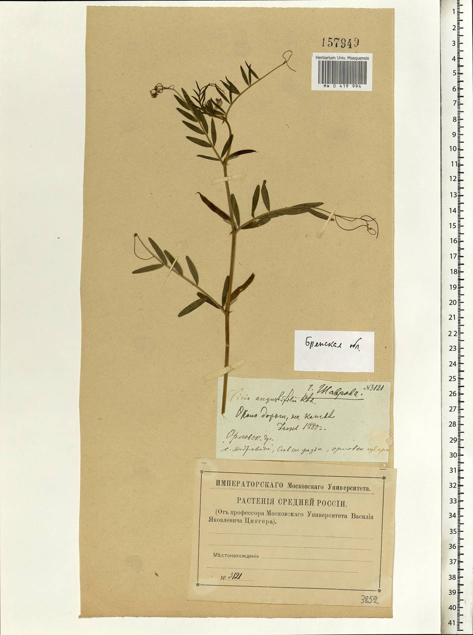 Vicia sativa subsp. nigra (L.)Ehrh., Eastern Europe, Western region (E3) (Russia)