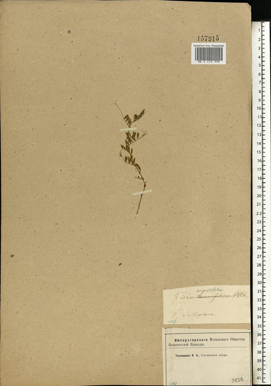 Vicia sativa subsp. nigra (L.)Ehrh., Eastern Europe, Western region (E3) (Russia)