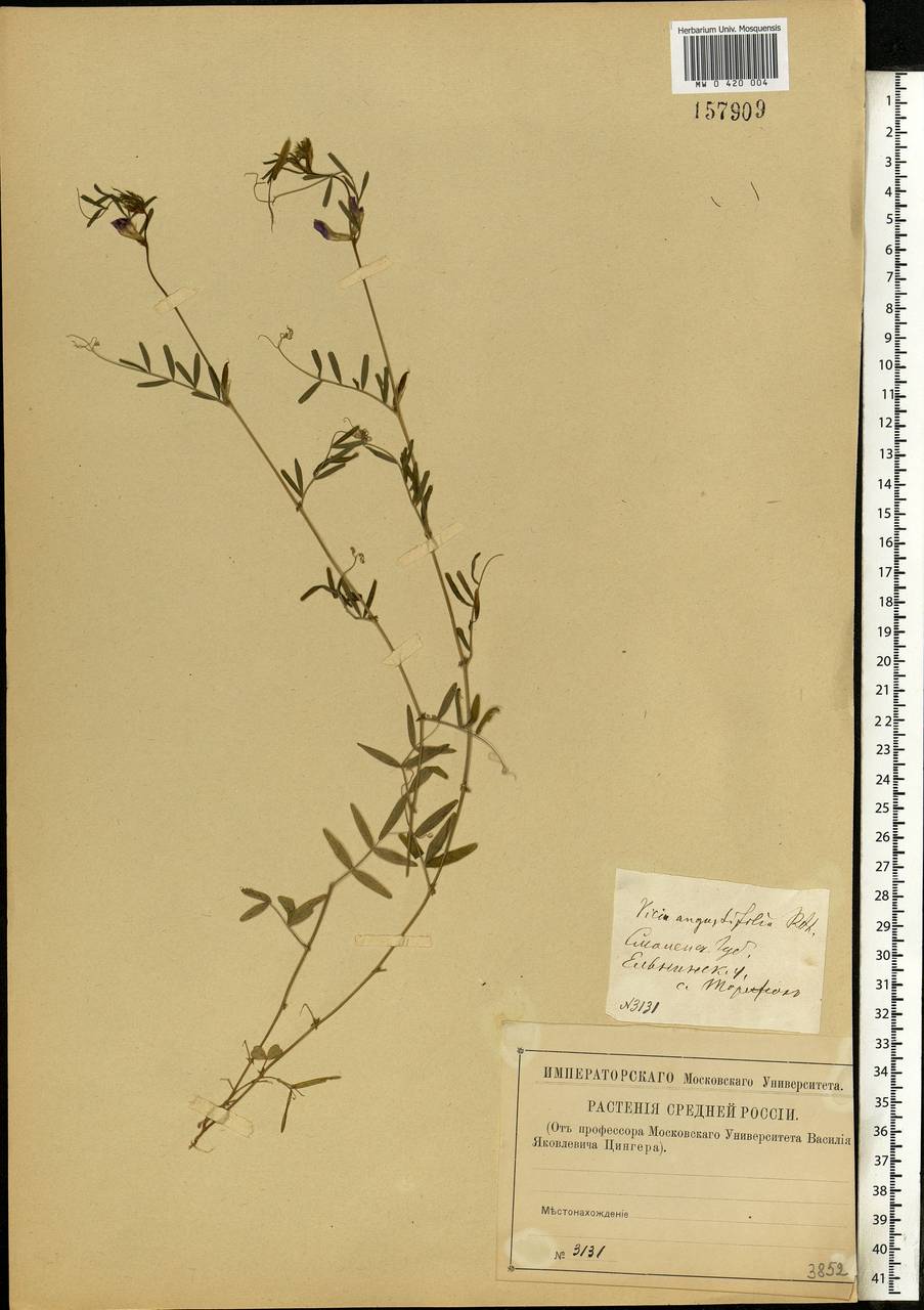 Vicia sativa subsp. nigra (L.)Ehrh., Eastern Europe, Western region (E3) (Russia)