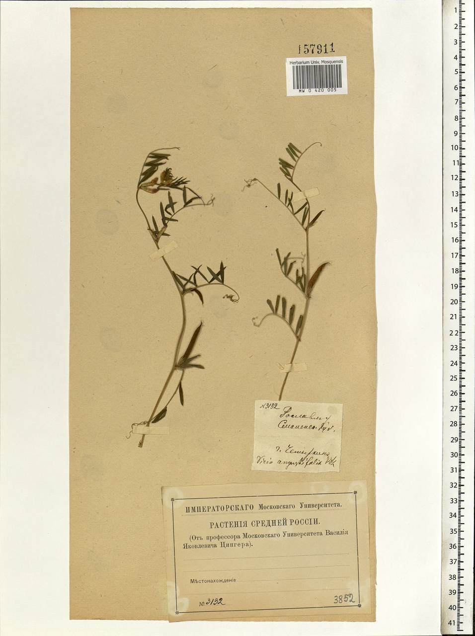 Vicia sativa subsp. nigra (L.)Ehrh., Eastern Europe, Western region (E3) (Russia)