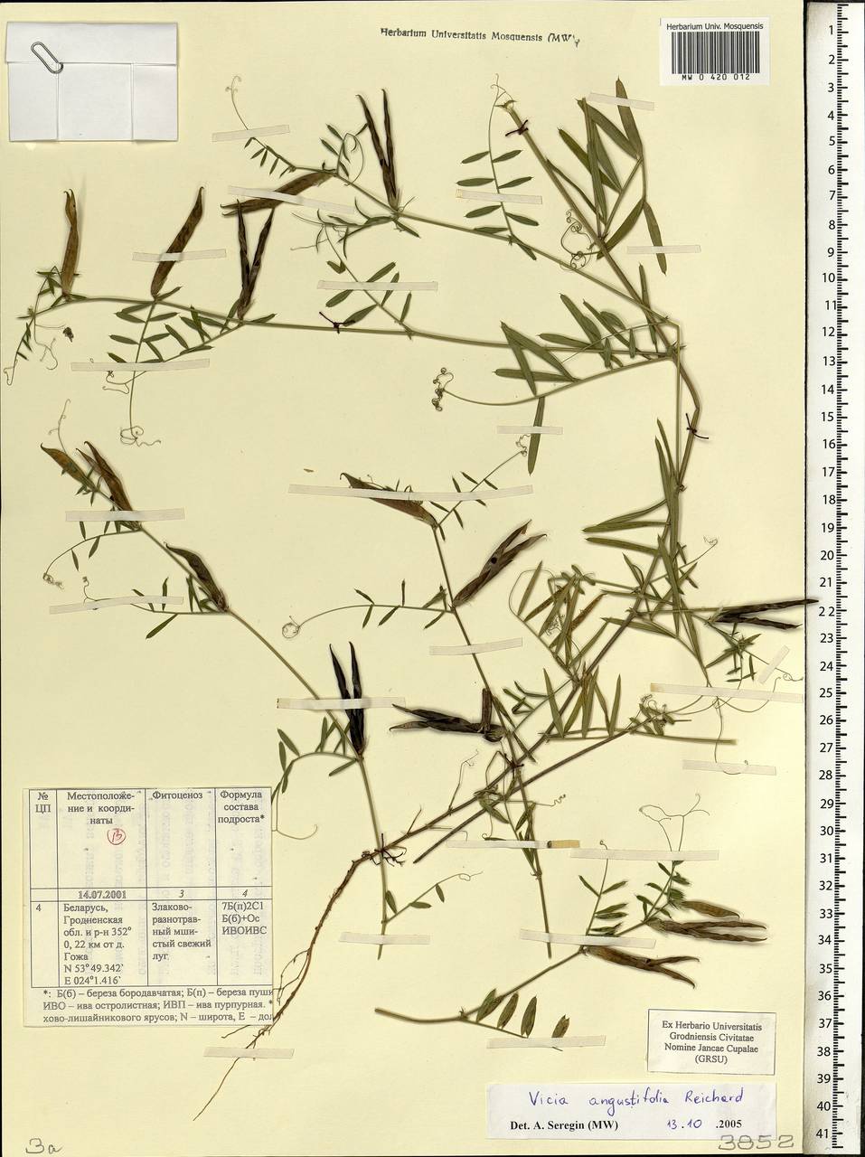 Vicia sativa subsp. nigra (L.)Ehrh., Eastern Europe, Belarus (E3a) (Belarus)