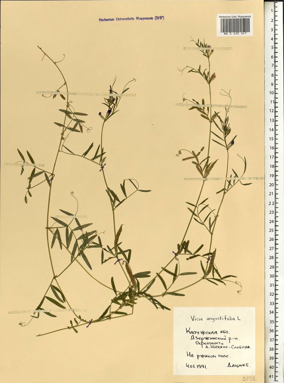 Vicia sativa subsp. nigra (L.)Ehrh., Eastern Europe, Central region (E4) (Russia)