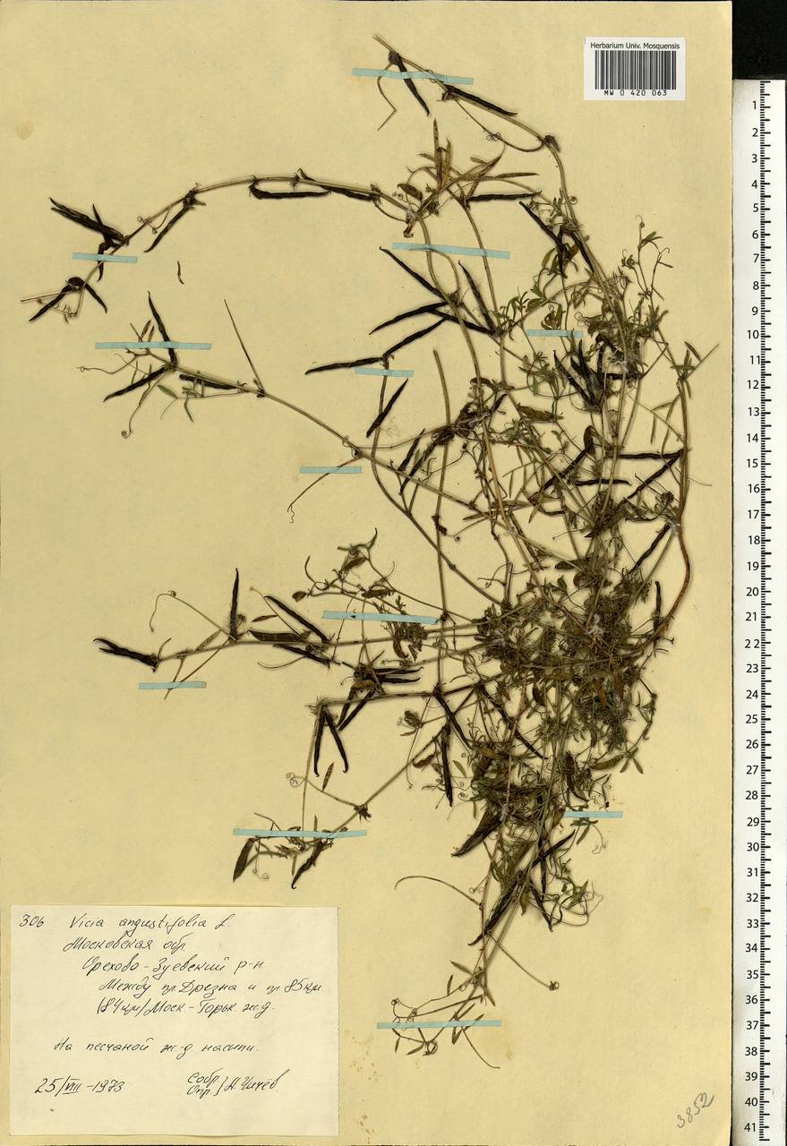 Vicia sativa subsp. nigra (L.)Ehrh., Eastern Europe, Moscow region (E4a) (Russia)