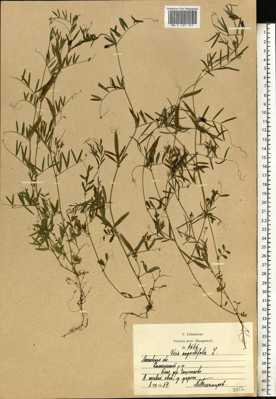 Vicia sativa subsp. nigra (L.)Ehrh., Eastern Europe, Moscow region (E4a) (Russia)