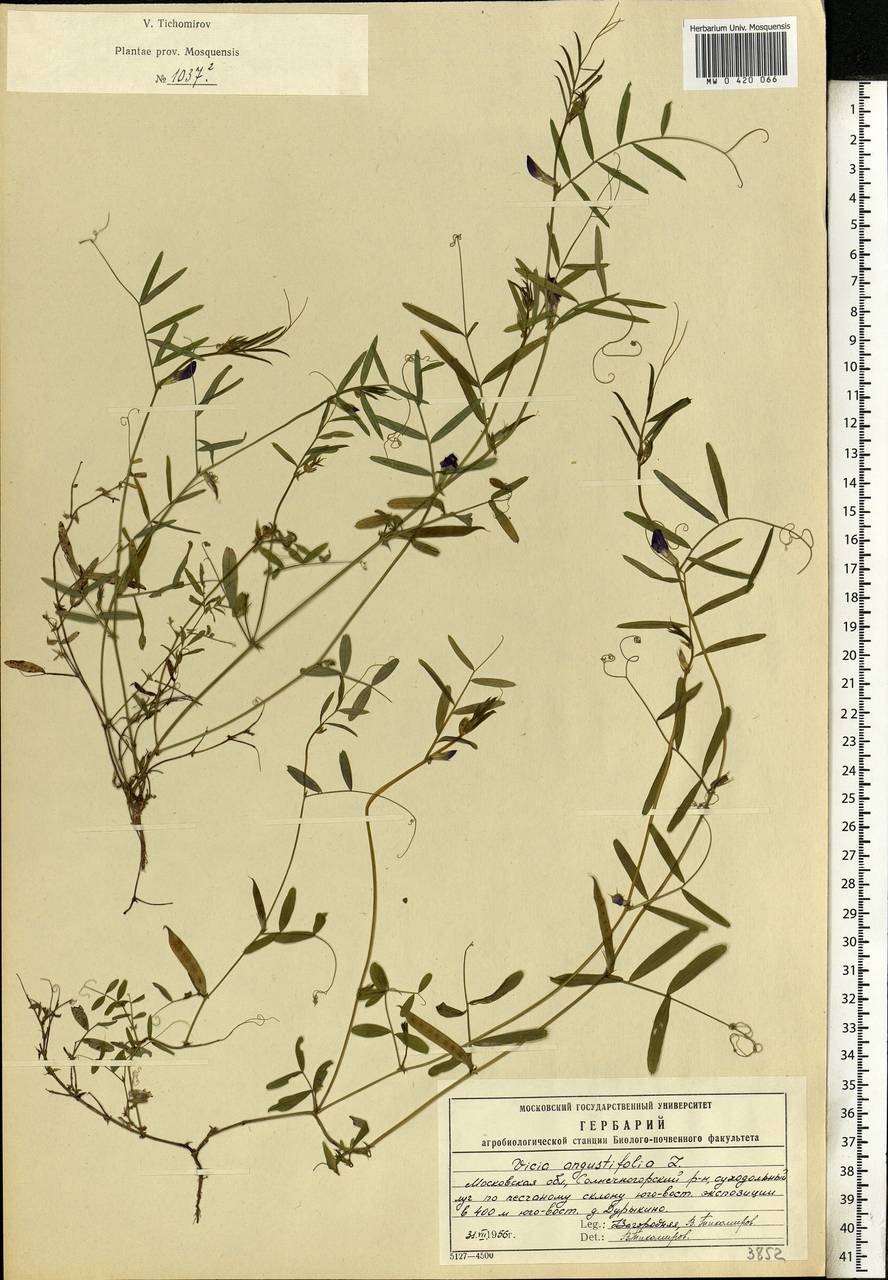 Vicia sativa subsp. nigra (L.)Ehrh., Eastern Europe, Moscow region (E4a) (Russia)