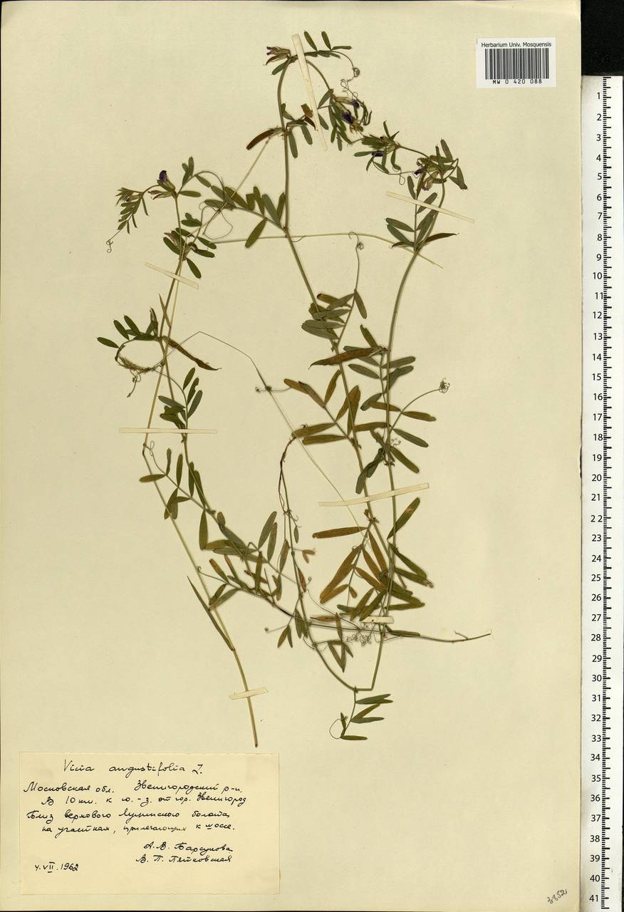 Vicia sativa subsp. nigra (L.)Ehrh., Eastern Europe, Moscow region (E4a) (Russia)