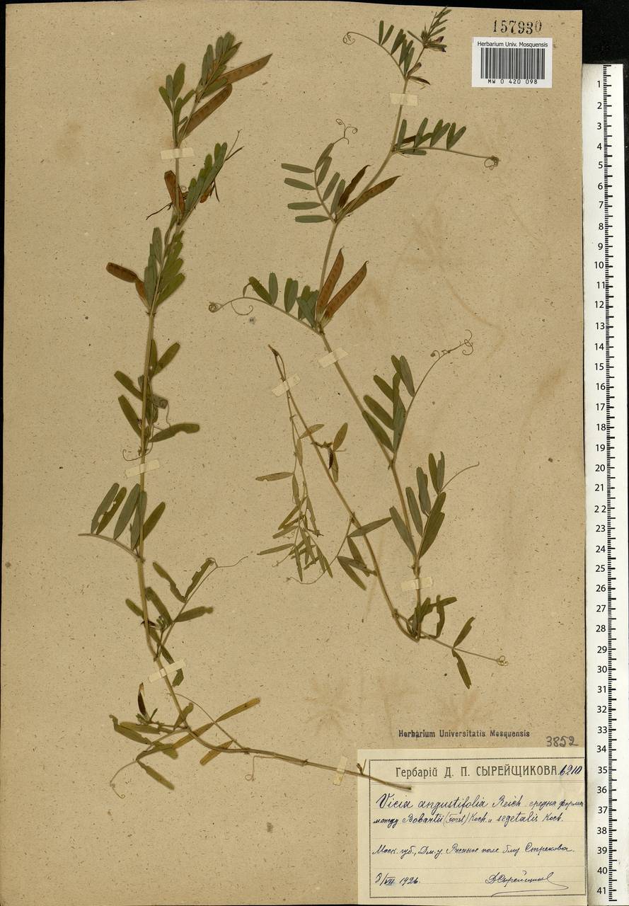 Vicia sativa subsp. nigra (L.)Ehrh., Eastern Europe, Moscow region (E4a) (Russia)