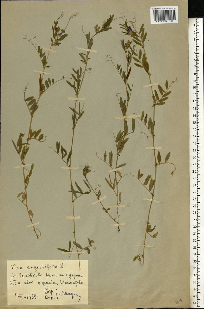 Vicia sativa subsp. nigra (L.)Ehrh., Eastern Europe, Moscow region (E4a) (Russia)