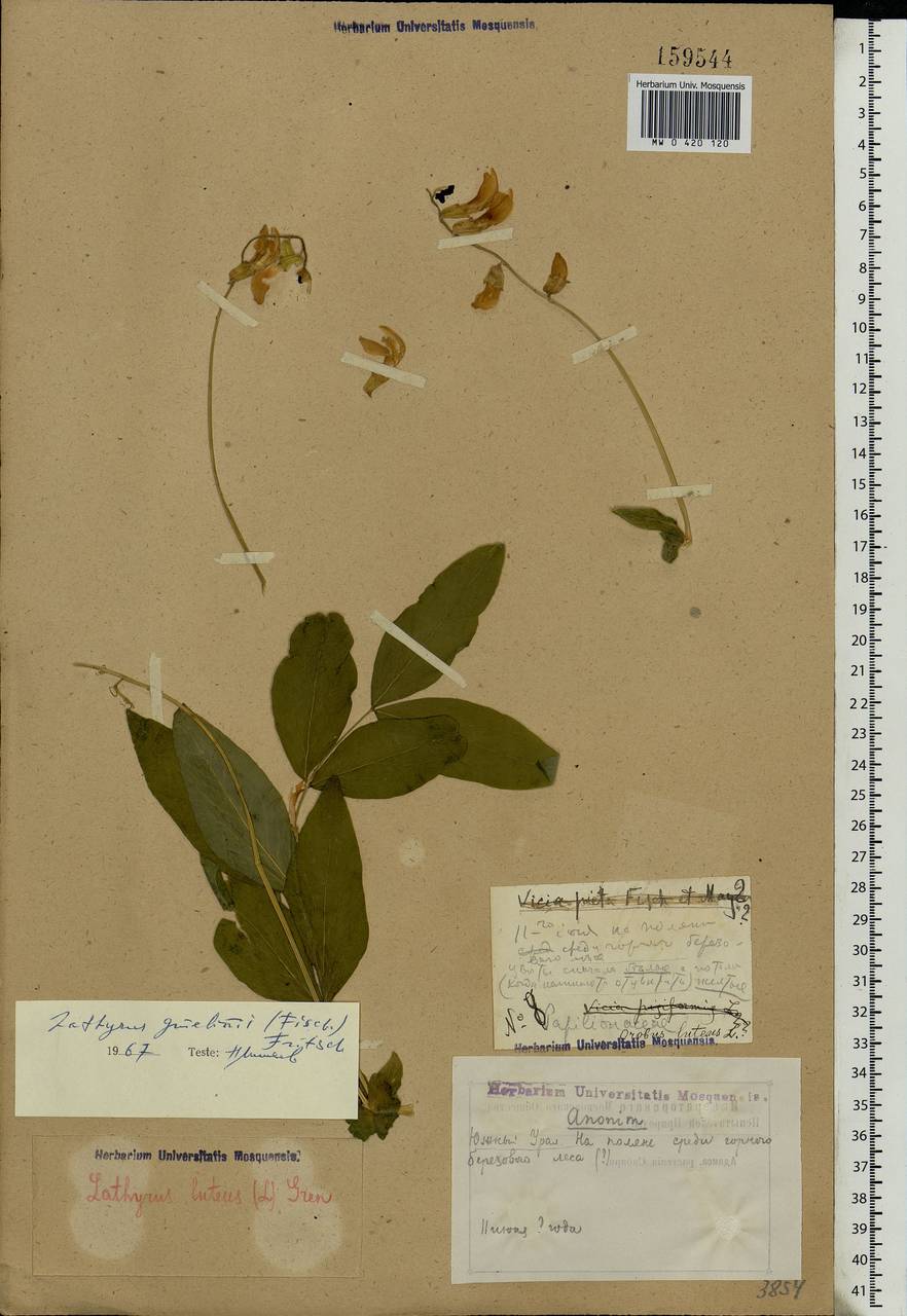Lathyrus gmelinii (Fisch. ex Ser.) Fritsch, Eastern Europe, Eastern region (E10) (Russia)