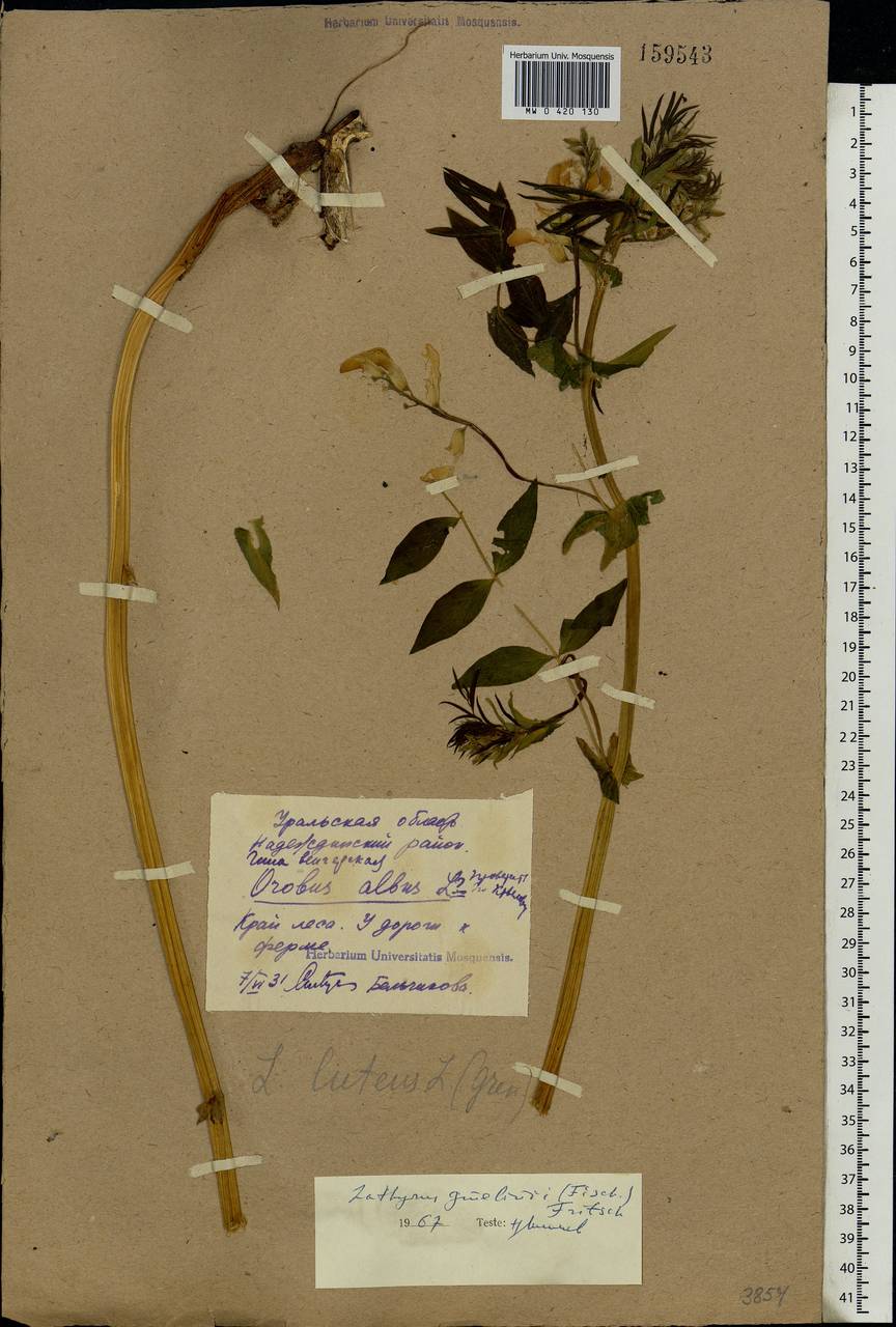Lathyrus gmelinii Fritsch, Eastern Europe, Eastern region (E10) (Russia)