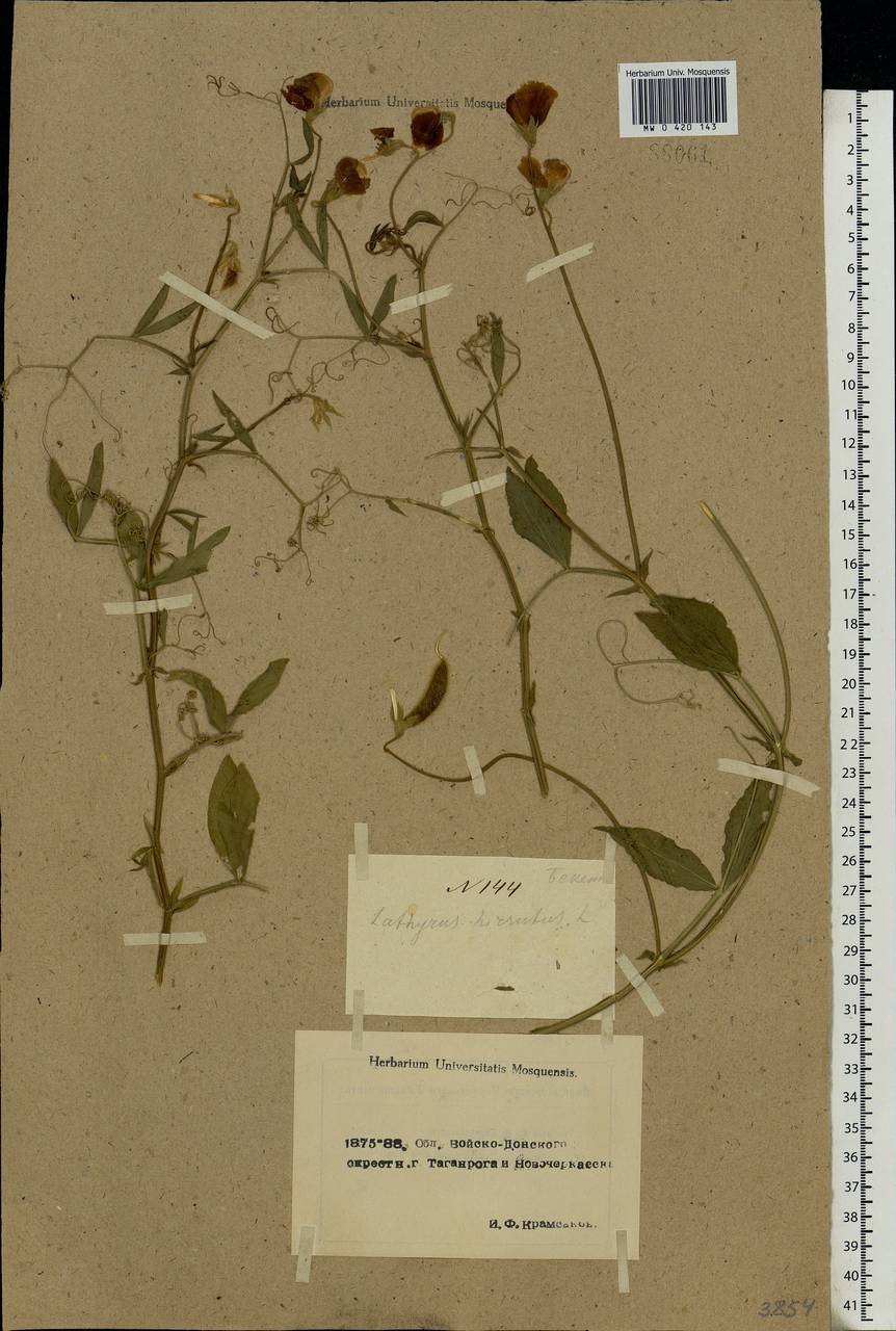 Lathyrus hirsutus L., Eastern Europe, Rostov Oblast (E12a) (Russia)