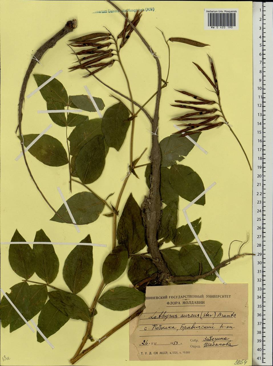 Lathyrus aureus (Steven)D.Brandza, Eastern Europe, Moldova (E13a) (Moldova)