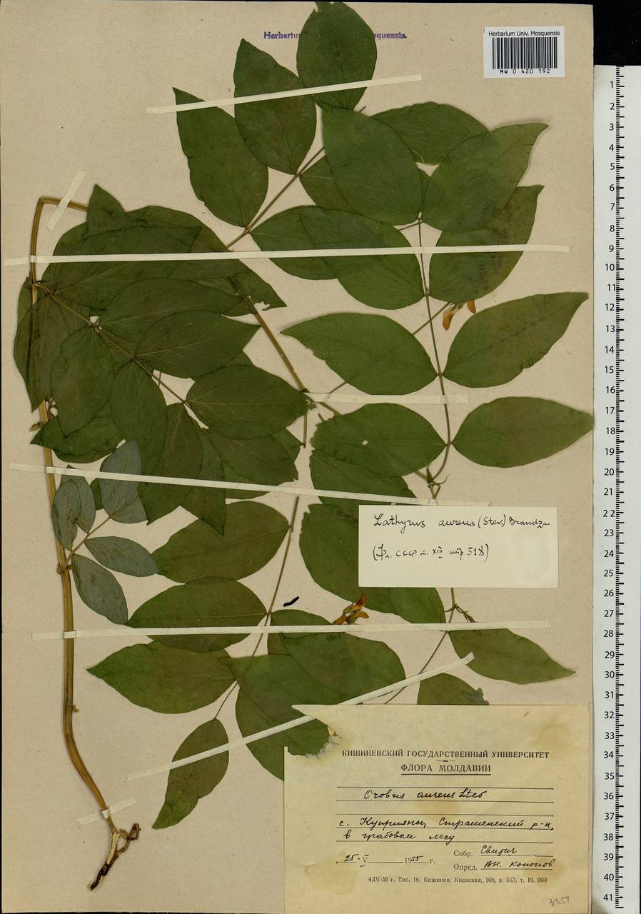 Lathyrus aureus (Steven)D.Brandza, Eastern Europe, Moldova (E13a) (Moldova)