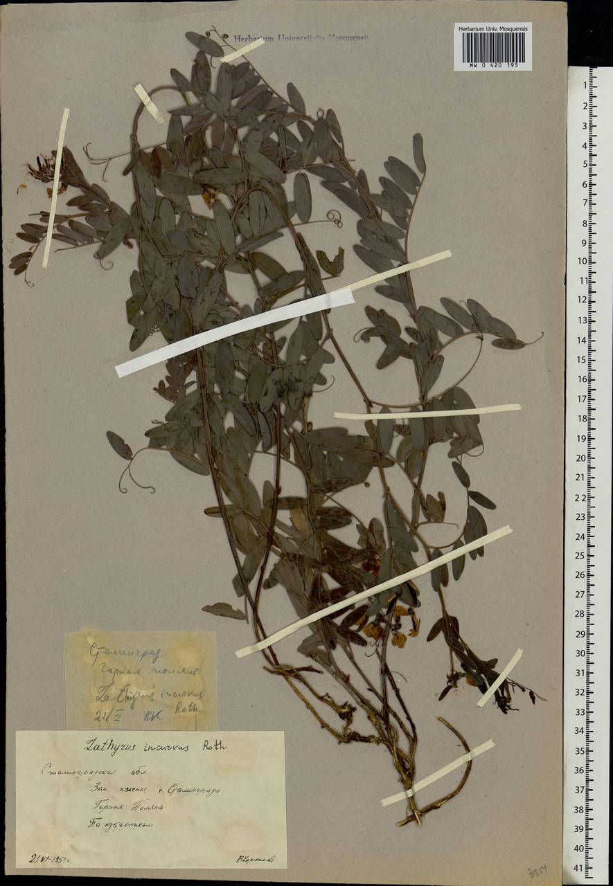 Lathyrus incurvus (Roth)Willd., Eastern Europe, Lower Volga region (E9) (Russia)