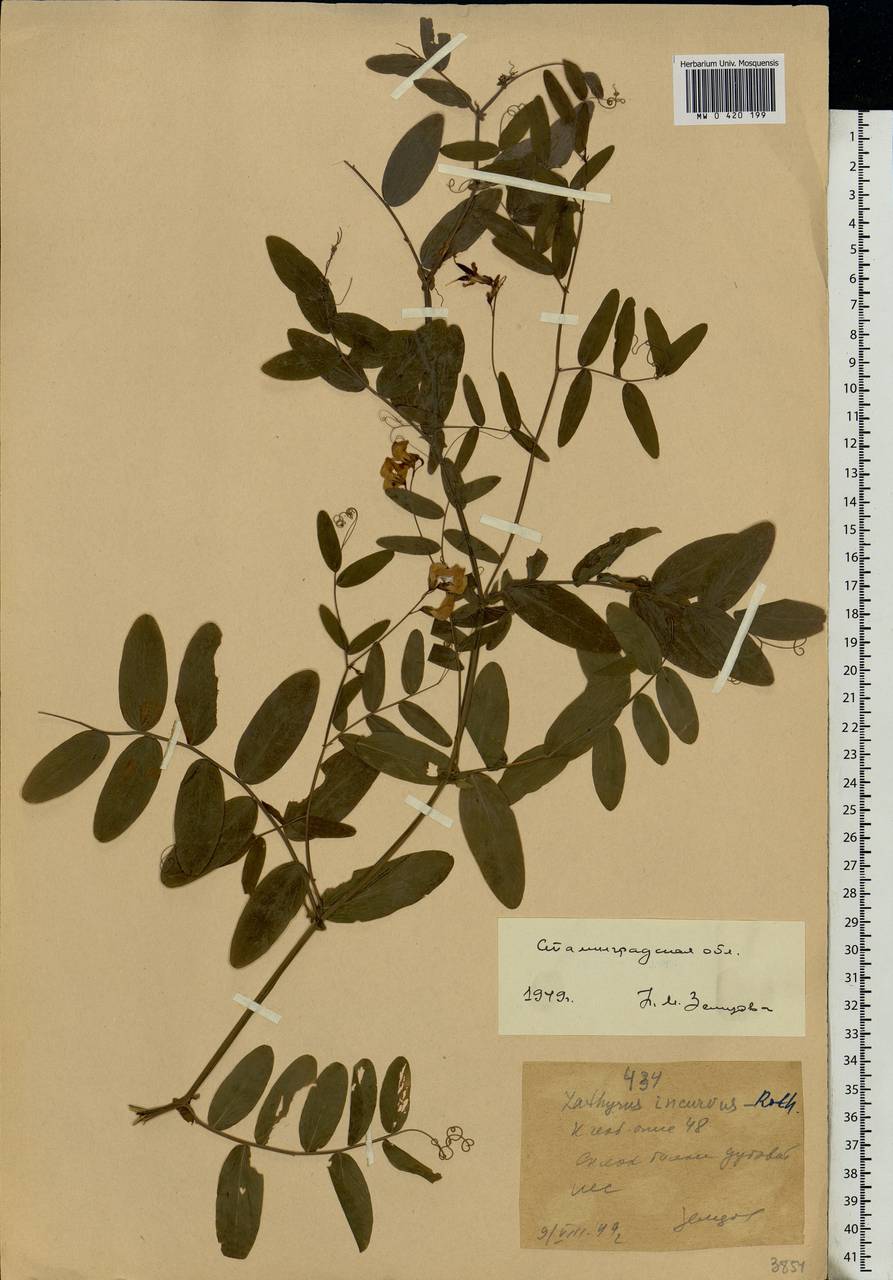 Lathyrus incurvus (Roth)Willd., Eastern Europe, Lower Volga region (E9) (Russia)