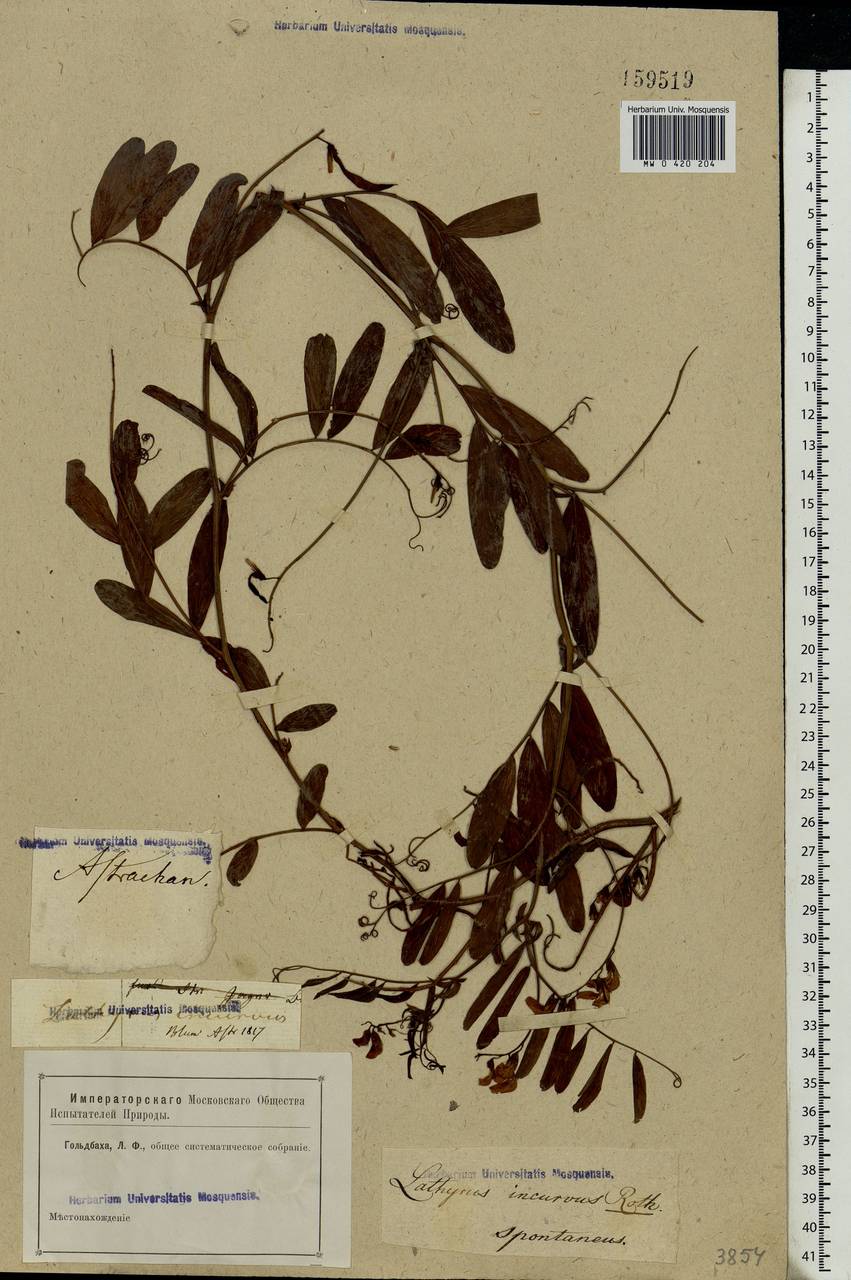 Lathyrus incurvus (Roth)Willd., Eastern Europe, Lower Volga region (E9) (Russia)