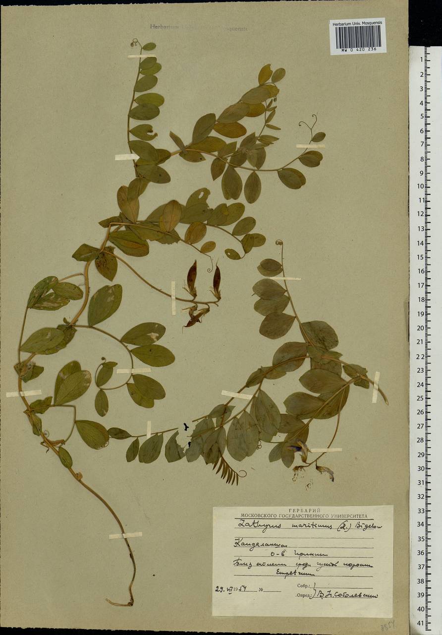 Lathyrus japonicus Willd., Eastern Europe, Northern region (E1) (Russia)