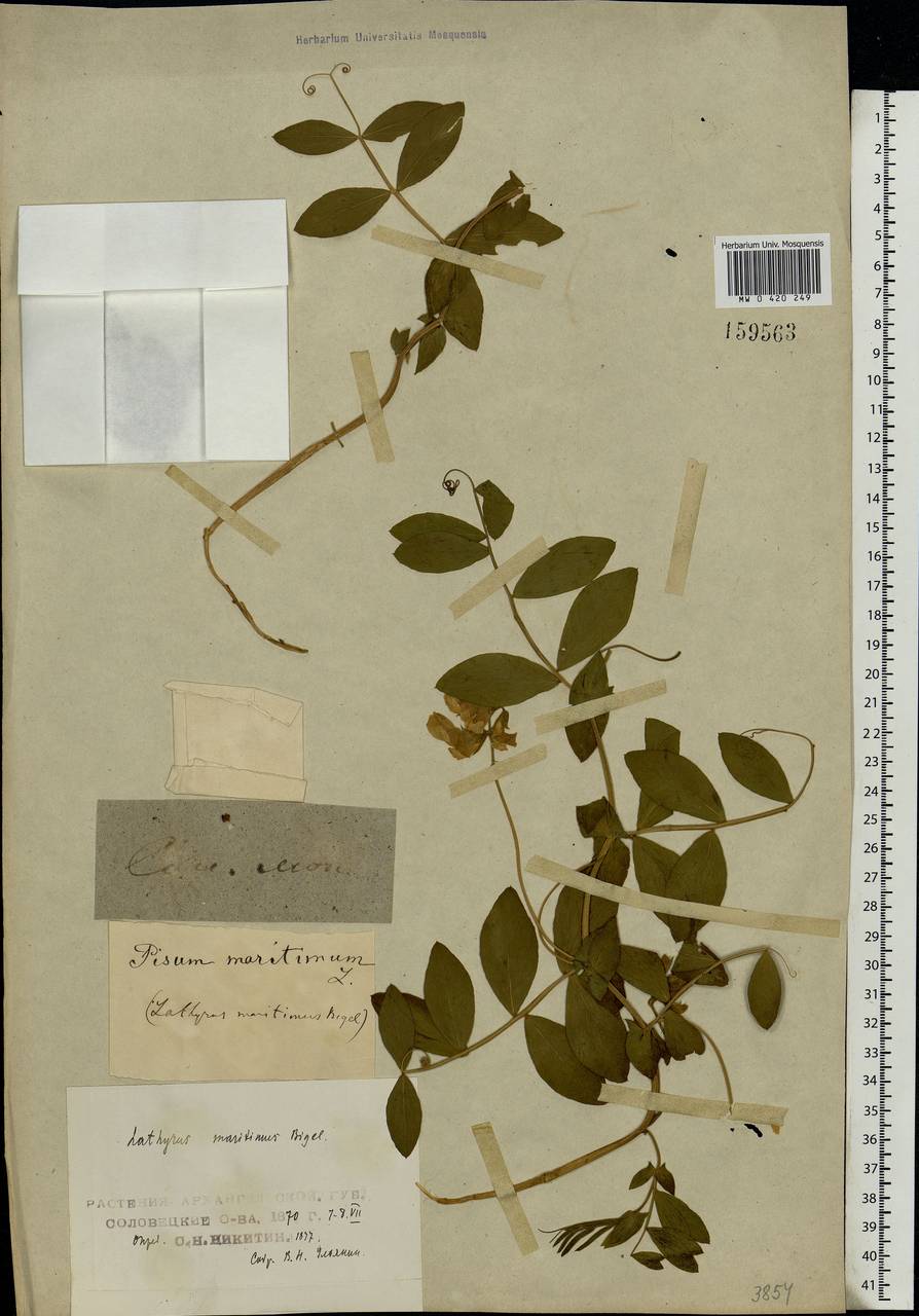 Lathyrus japonicus Willd., Eastern Europe, Northern region (E1) (Russia)