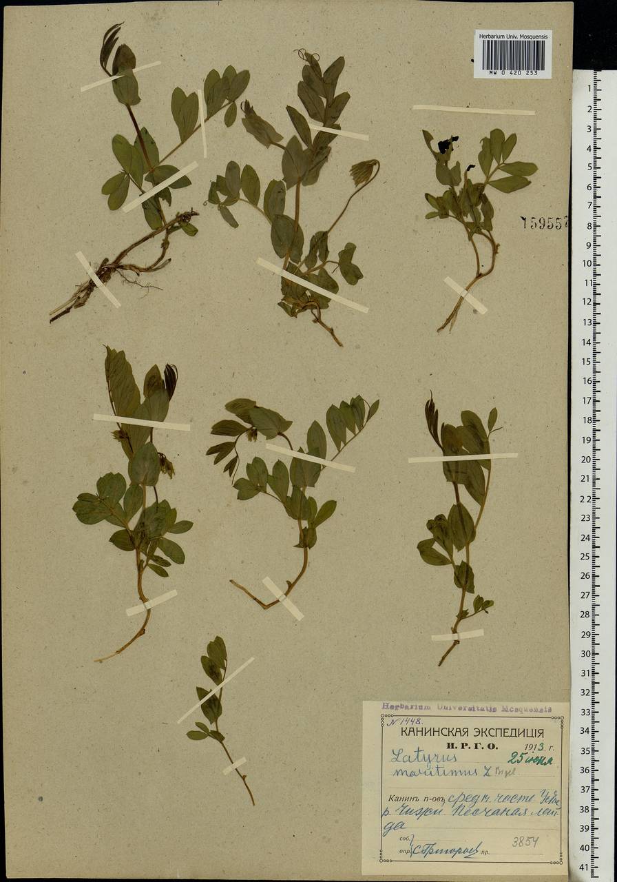 Lathyrus japonicus Willd., Eastern Europe, Northern region (E1) (Russia)