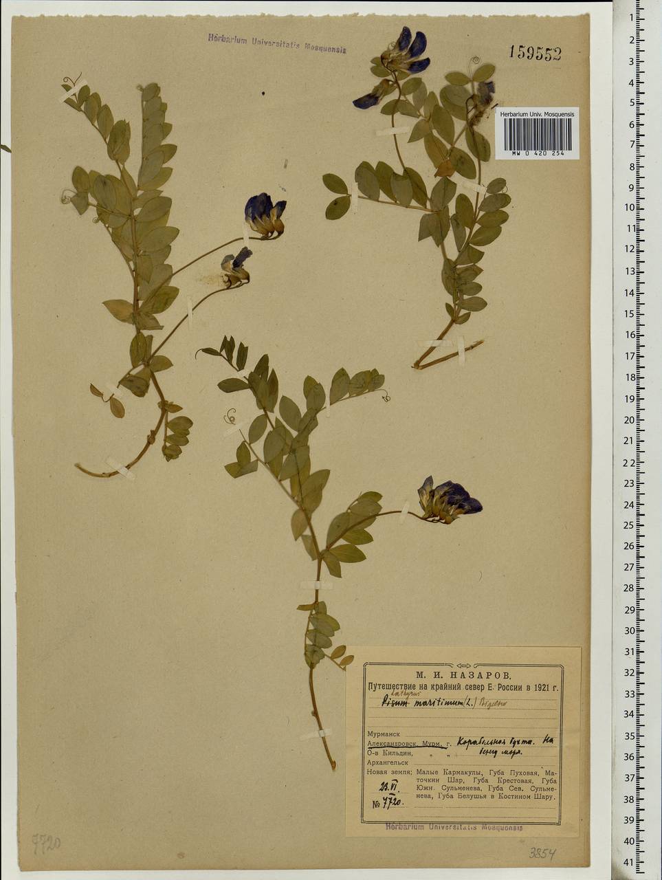Lathyrus japonicus Willd., Eastern Europe, Northern region (E1) (Russia)