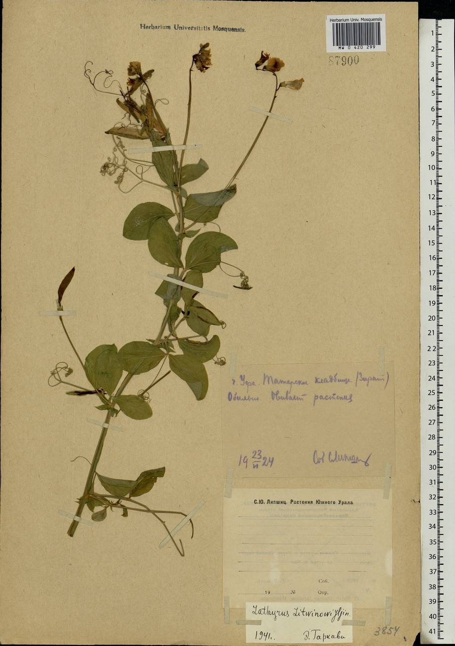 Lathyrus rotundifolius Willd., Eastern Europe, Eastern region (E10) (Russia)