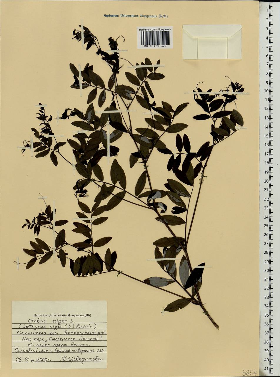 Lathyrus niger (L.)Bernh., Eastern Europe, Western region (E3) (Russia)