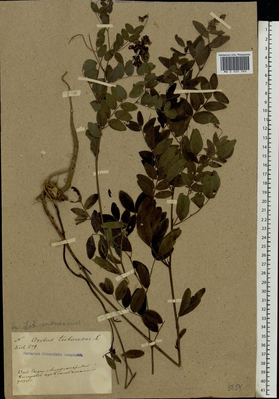 Lathyrus niger (L.) Bernh., Eastern Europe, Central region (E4) (Russia)