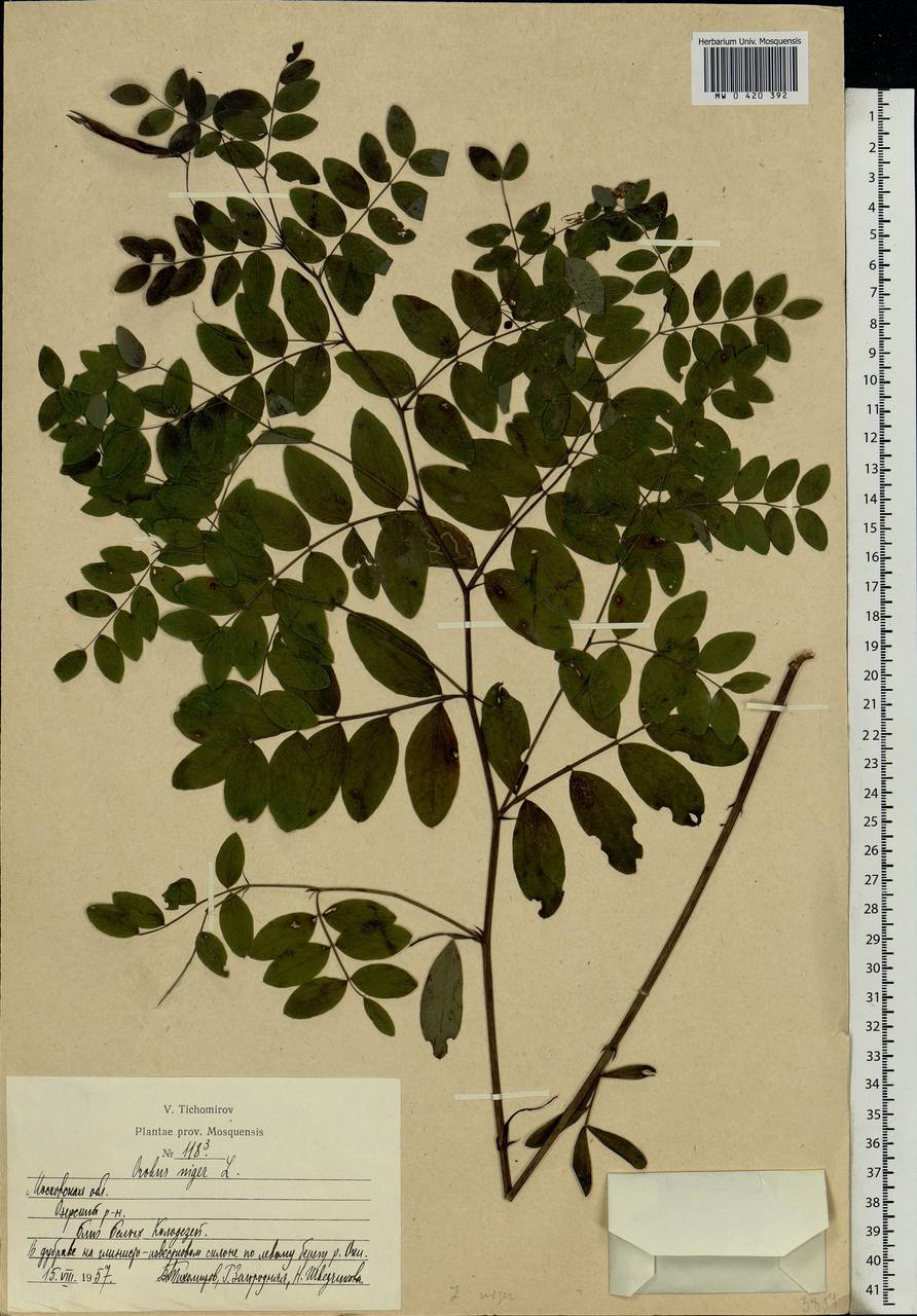 Lathyrus niger (L.)Bernh., Eastern Europe, Moscow region (E4a) (Russia)