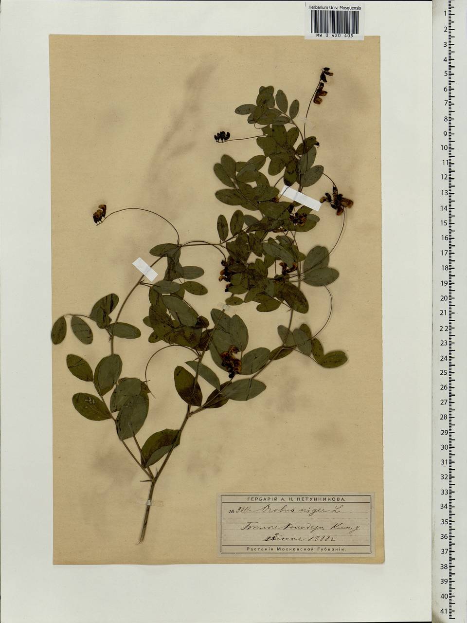 Lathyrus niger (L.)Bernh., Eastern Europe, Moscow region (E4a) (Russia)